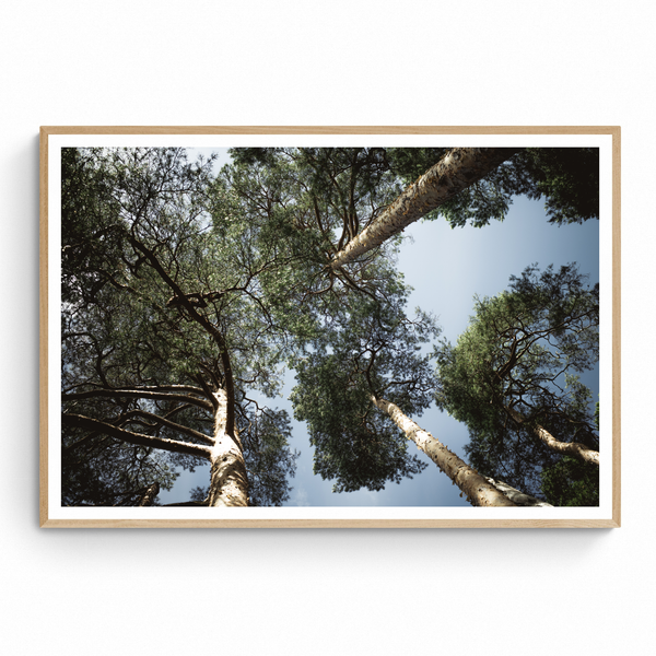 The Park
