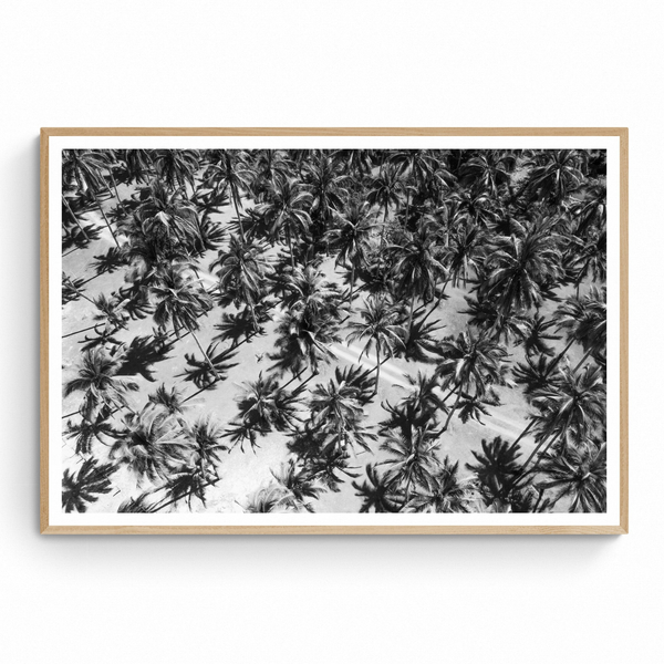 The Coco Grove