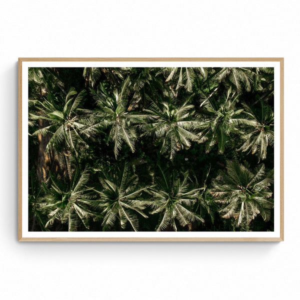 The Palms